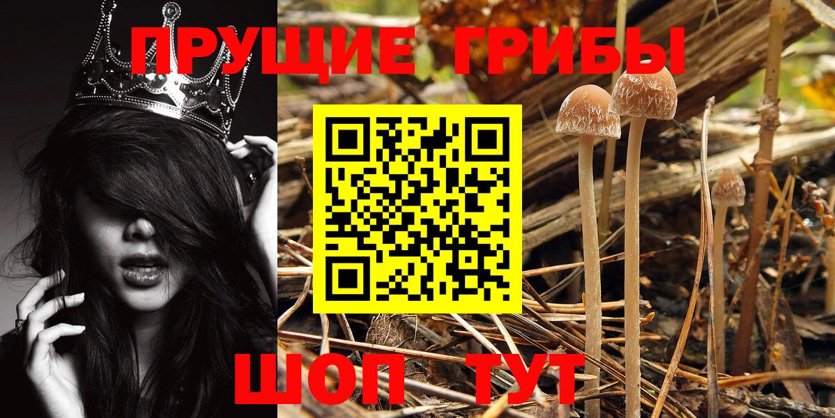 Менделеевск  Галлюциногенные грибы Cubensis  Вход с VPN 