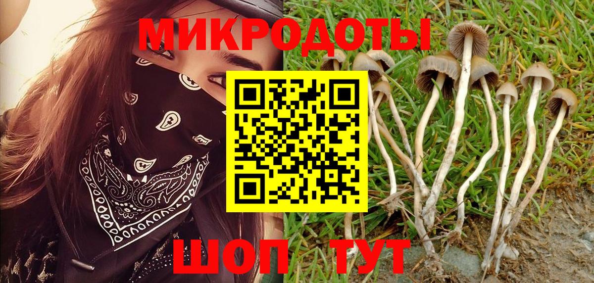 Галлюциногенные грибы Psilocybe Менделеевск